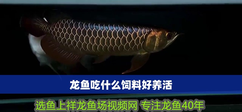龍魚吃什么飼料好養活