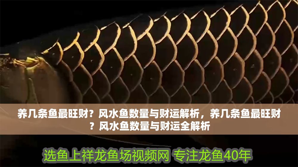 養(yǎng)幾條魚最旺財(cái)？風(fēng)水魚數(shù)量與財(cái)運(yùn)解析，養(yǎng)幾條魚最旺財(cái)？風(fēng)水魚數(shù)量與財(cái)運(yùn)全解析