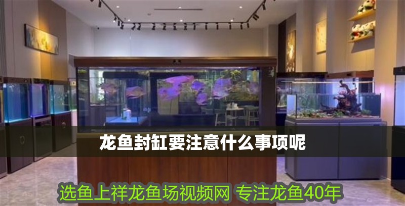 龍魚封缸要注意什么事項呢