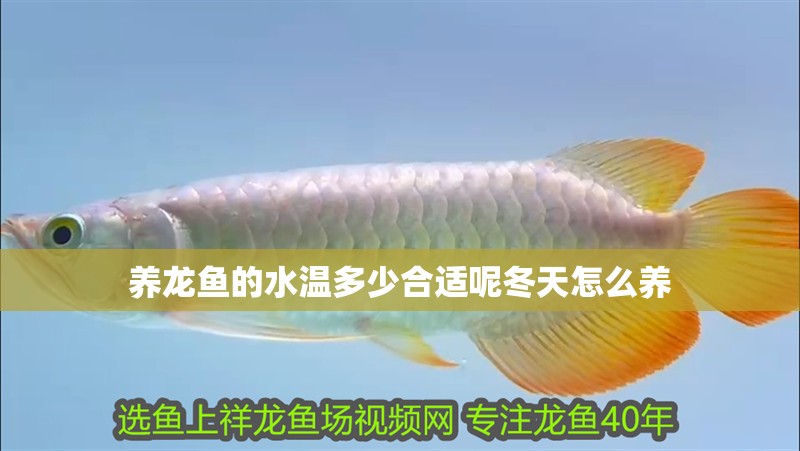 養(yǎng)龍魚(yú)的水溫多少合適呢冬天怎么養(yǎng) 龍魚(yú)百科 第4張 養(yǎng)龍魚(yú)的水溫多少合適呢冬天怎么養(yǎng) 養(yǎng)龍魚(yú)的水溫多少合適呢冬天怎么養(yǎng) 龍魚(yú)百科 第4張