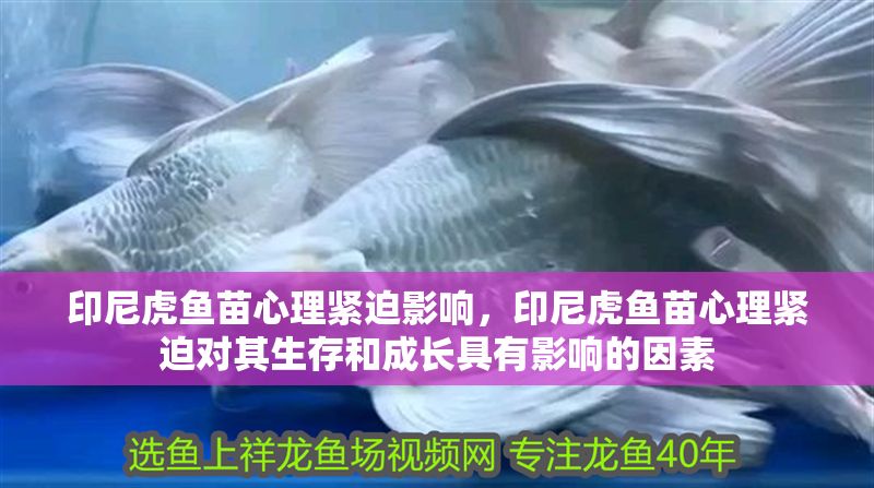 印尼虎魚苗心理緊迫影響，印尼虎魚苗心理緊迫對(duì)其生存和成長(zhǎng)具有影響的因素