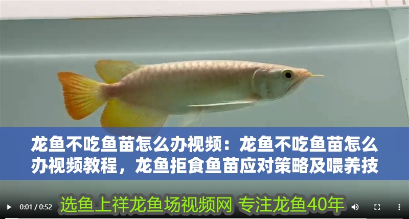 龍魚不吃魚苗怎么辦視頻:龍魚不吃魚苗怎么辦視頻教程,龍魚拒食魚苗應對策略及喂養技巧詳解視頻 水族問答 龍魚不吃魚苗怎么辦視頻:龍魚不吃魚苗怎么辦視頻教程,龍魚拒食魚苗應對策略及喂養技巧詳解視頻 龍魚不吃魚苗怎么辦視頻:龍魚不吃魚苗怎么辦視頻教程,龍魚拒食魚苗應對策略及喂養技巧詳解視頻 水族問答