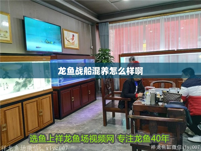 龍魚(yú)戰(zhàn)船混養(yǎng)怎么樣啊 龍魚(yú)戰(zhàn)船混養(yǎng)怎么樣啊 龍魚(yú)百科 第4張