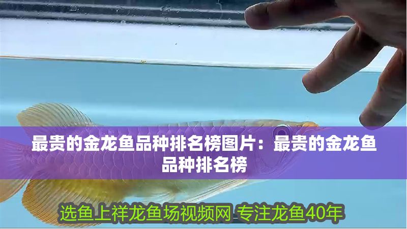 最貴的金龍魚品種排名榜圖片：最貴的金龍魚品種排名榜