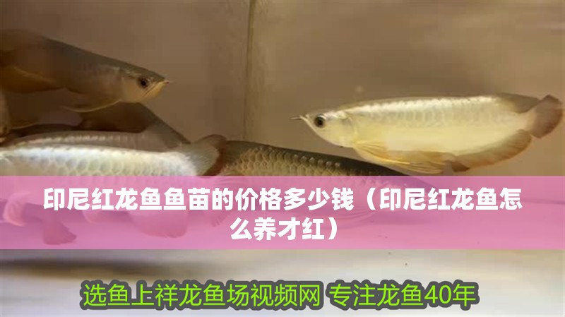 印尼紅龍魚魚苗的價格多少錢（印尼紅龍魚怎么養才紅） 印尼紅龍魚魚苗的價格多少錢（印尼紅龍魚怎么養才紅） 紅龍魚百科