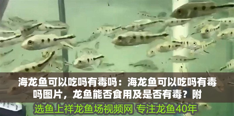 海龍魚可以吃嗎有毒嗎：海龍魚可以吃嗎有毒嗎圖片，龍魚能否食用及是否有毒？附