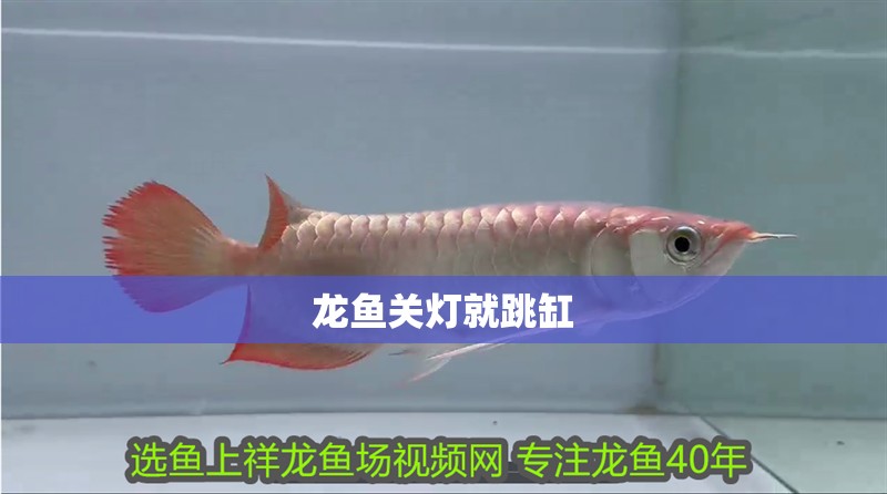 龍魚(yú)關(guān)燈就跳缸