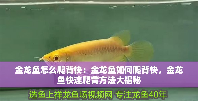 金龍魚怎么爬背快：金龍魚如何爬背快，金龍魚快速爬背方法大揭秘