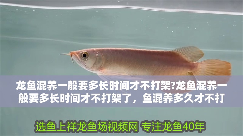 龍魚混養一般要多長時間才不打架?龍魚混養一般要多長時間才不打架了，魚混養多久才不打架？時間