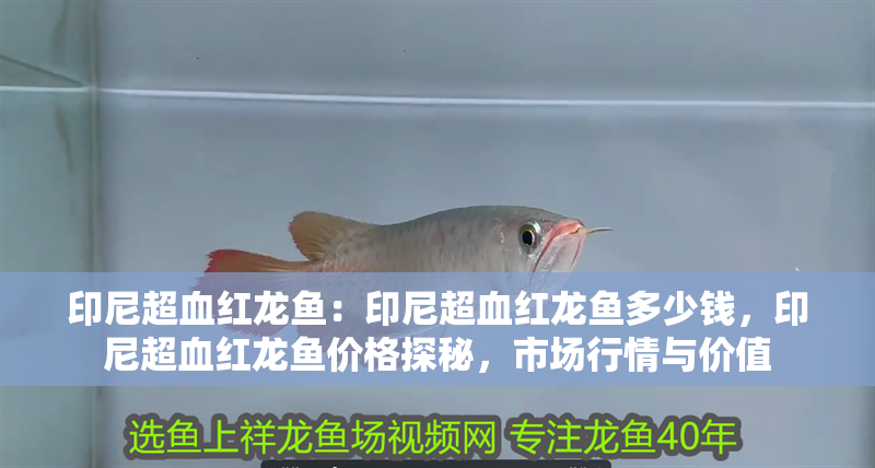 印尼超血紅龍魚：印尼超血紅龍魚多少錢，印尼超血紅龍魚價格探秘，市場行情與價值