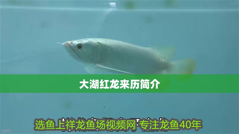 大湖紅龍來(lái)歷簡(jiǎn)介