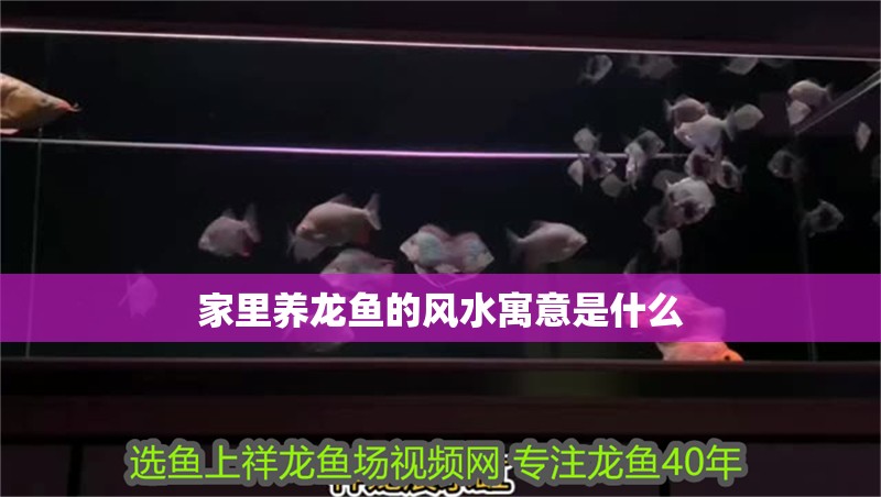 家里養(yǎng)龍魚的風(fēng)水寓意是什么