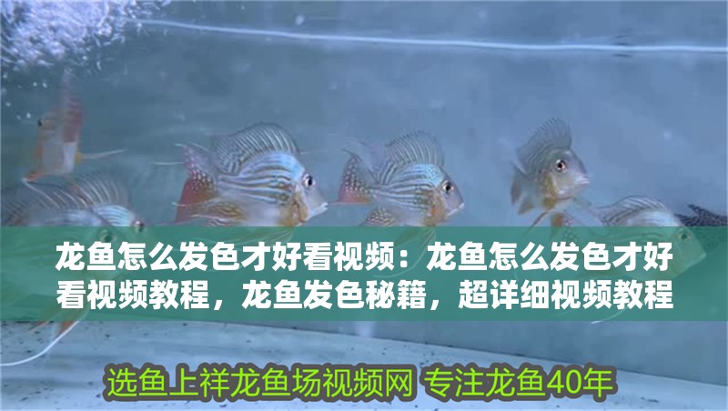 龍魚怎么發(fā)色才好看視頻：龍魚怎么發(fā)色才好看視頻教程，龍魚發(fā)色秘籍，超詳細視頻教程助你養(yǎng)出 龍魚怎么發(fā)色才好看視頻：龍魚怎么發(fā)色才好看視頻教程，龍魚發(fā)色秘籍，超詳細視頻教程助你養(yǎng)出 水族問答