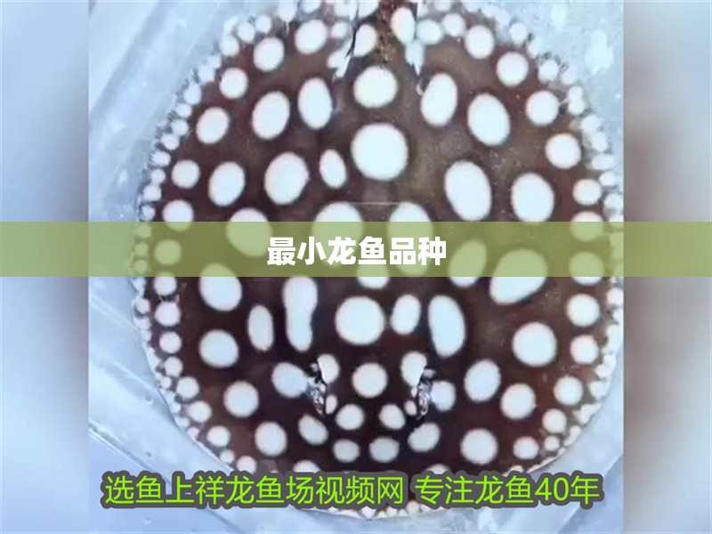 最小龍魚品種