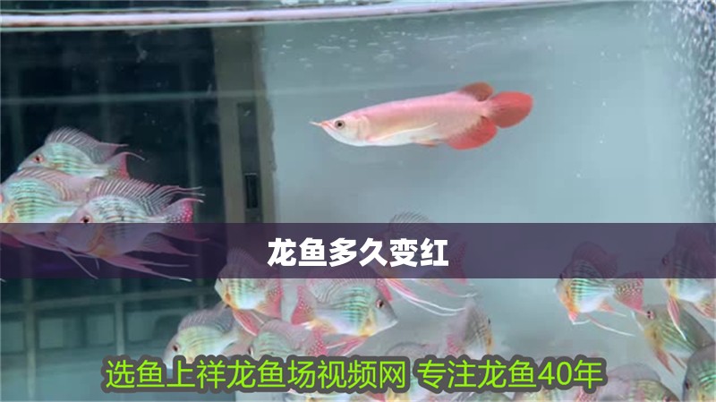 龍魚(yú)多久變紅