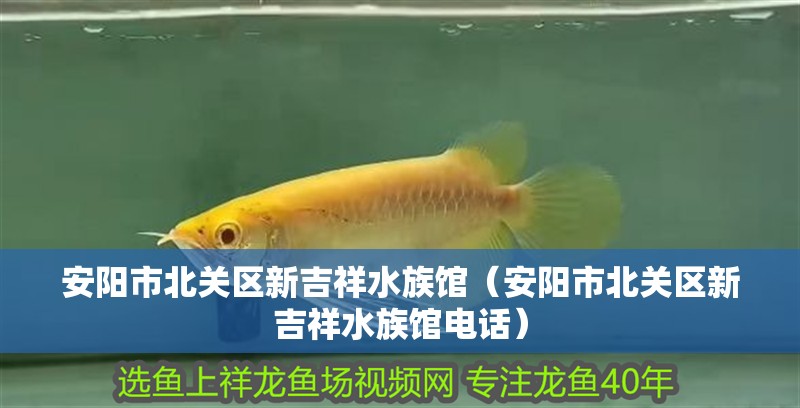 安陽市北關(guān)區(qū)新吉祥水族館（安陽市北關(guān)區(qū)新吉祥水族館電話） 安陽市北關(guān)區(qū)新吉祥水族館（安陽市北關(guān)區(qū)新吉祥水族館電話） 全國水族館企業(yè)名錄 第2張