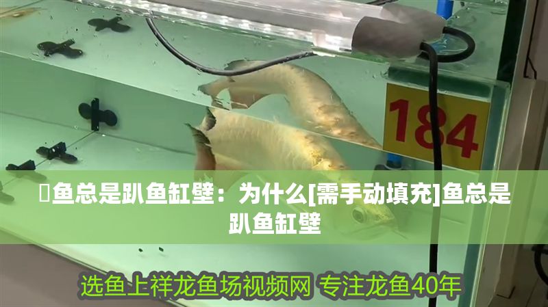 魟魚總是趴魚缸壁：為什么[需手動填充]魚總是趴魚缸壁 魟魚總是趴魚缸壁：為什么[需手動填充]魚總是趴魚缸壁 魟魚百科 第1張