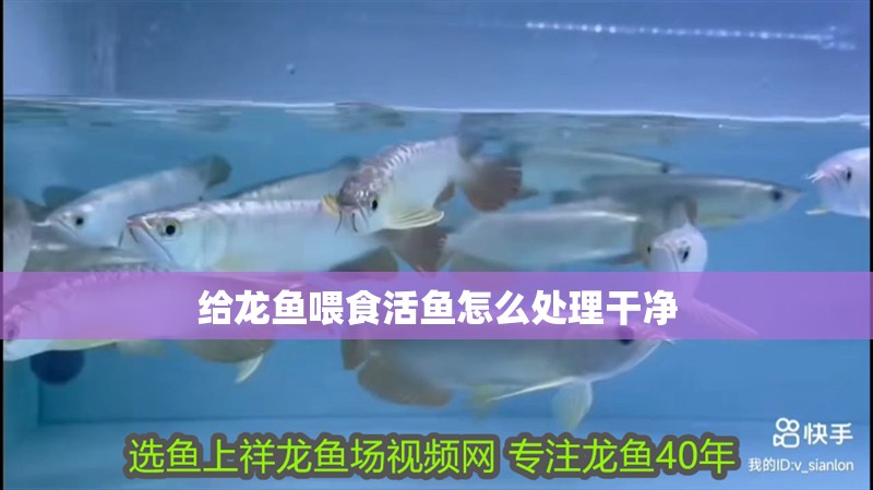 給龍魚喂食活魚怎么處理干凈