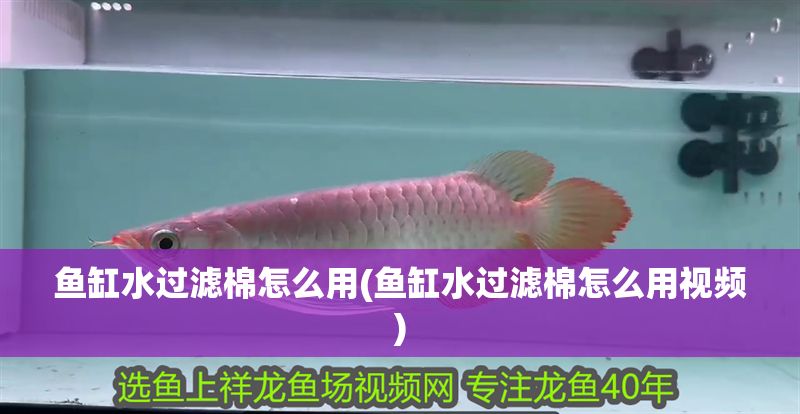 魚缸水過濾棉怎么用(魚缸水過濾棉怎么用視頻) 魚缸水過濾棉怎么用(魚缸水過濾棉怎么用視頻) 黃金貓魚百科 第1張