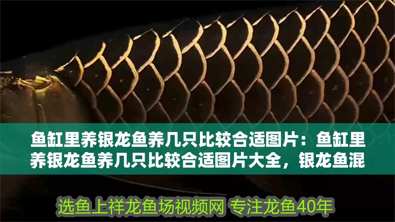 魚缸里養(yǎng)銀龍魚養(yǎng)幾只比較合適圖片：魚缸里養(yǎng)銀龍魚養(yǎng)幾只比較合適圖片大全，銀龍魚混養(yǎng)數(shù)量與魚缸搭配全攻略，圖片詳解