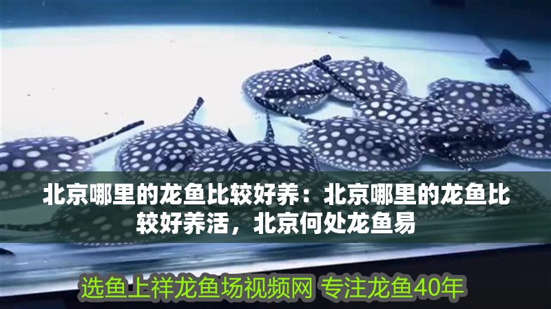 北京哪里的龍魚比較好養(yǎng)：北京哪里的龍魚比較好養(yǎng)活，北京何處龍魚易