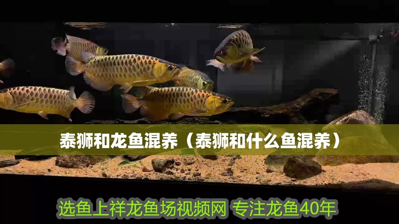 泰獅和龍魚混養（泰獅和什么魚混養）