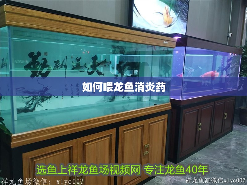 如何喂龍魚消炎藥