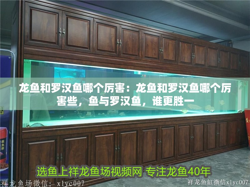 龍魚和羅漢魚哪個厲害：龍魚和羅漢魚哪個厲害些，魚與羅漢魚，誰更勝一 龍魚和羅漢魚哪個厲害：龍魚和羅漢魚哪個厲害些，魚與羅漢魚，誰更勝一 水族問答