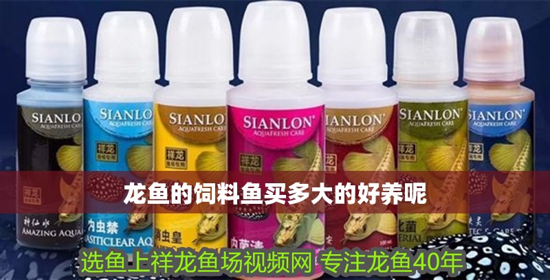 龍魚的飼料魚買多大的好養呢