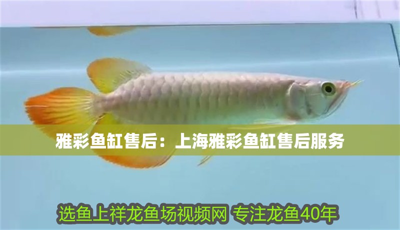 雅彩魚缸售后：上海雅彩魚缸售后服務