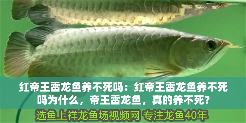 紅帝王雷龍魚養不死嗎：紅帝王雷龍魚養不死嗎為什么，帝王雷龍魚，真的養不死？