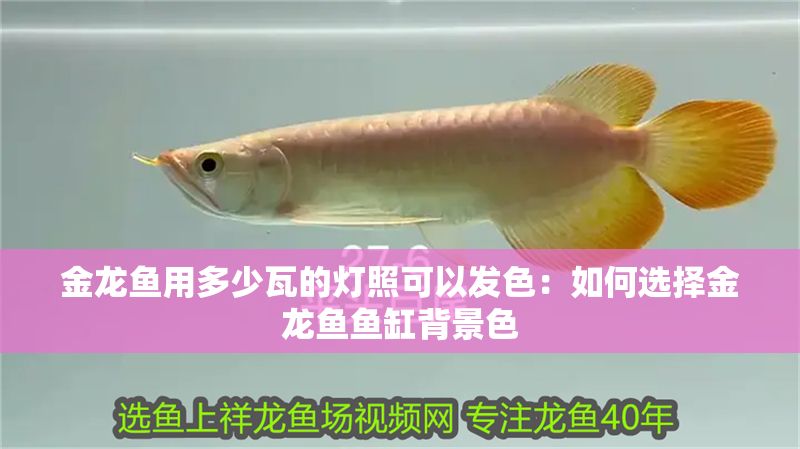 金龍魚用多少瓦的燈照可以發色:如何選擇金龍魚魚缸背景色 金龍魚百科 第1張 金龍魚用多少瓦的燈照可以發色:如何選擇金龍魚魚缸背景色 金龍魚用多少瓦的燈照可以發色:如何選擇金龍魚魚缸背景色 金龍魚百科 第1張