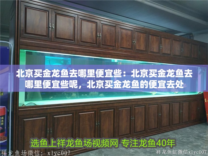 北京買金龍魚去哪里便宜些：北京買金龍魚去哪里便宜些呢，北京買金龍魚的便宜去處