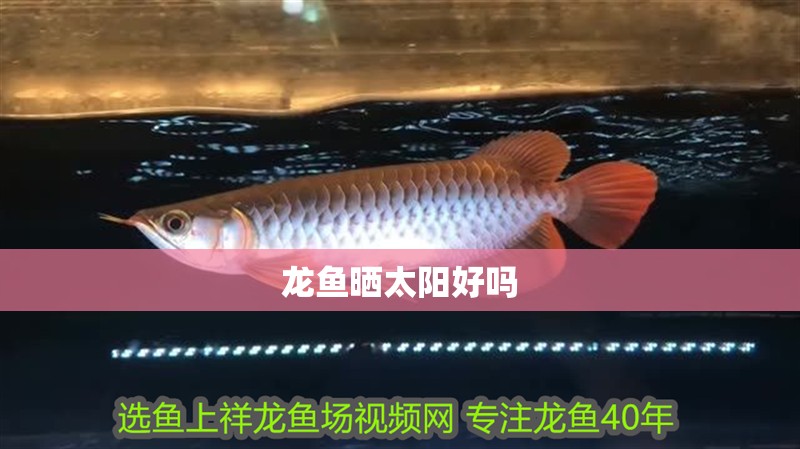 龍魚曬太陽(yáng)好嗎 龍魚百科 第2張 龍魚曬太陽(yáng)好嗎 龍魚曬太陽(yáng)好嗎 龍魚百科 第2張