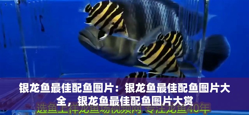 銀龍魚最佳配魚圖片：銀龍魚最佳配魚圖片大全，銀龍魚最佳配魚圖片大賞 銀龍魚最佳配魚圖片：銀龍魚最佳配魚圖片大全，銀龍魚最佳配魚圖片大賞 水族問答