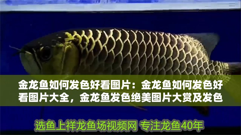 金龍魚如何發(fā)色好看圖片：金龍魚如何發(fā)色好看圖片大全，金龍魚發(fā)色絕美圖片大賞及發(fā)色技巧 金龍魚如何發(fā)色好看圖片：金龍魚如何發(fā)色好看圖片大全，金龍魚發(fā)色絕美圖片大賞及發(fā)色技巧 水族問答