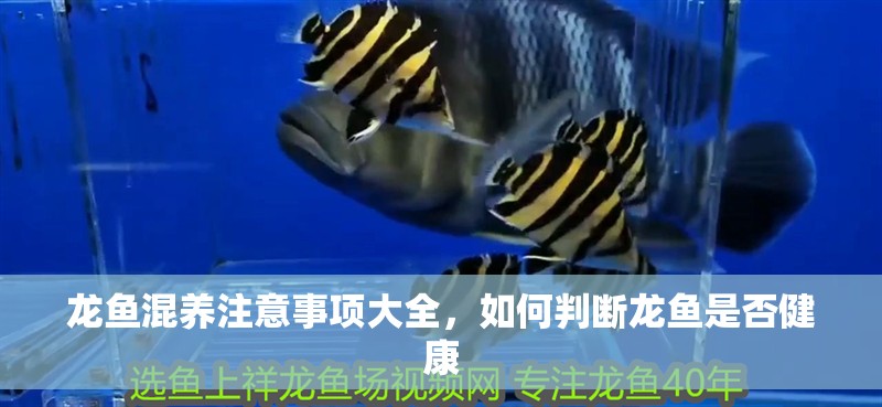 龍魚混養注意事項大全，如何判斷龍魚是否健康