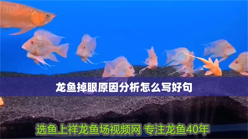 龍魚掉眼原因分析怎么寫好句 龍魚掉眼原因分析怎么寫好句 龍魚百科 第2張