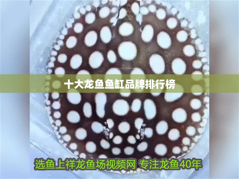 十大龍魚魚缸品牌排行榜 十大龍魚魚缸品牌排行榜 龍魚百科 第2張