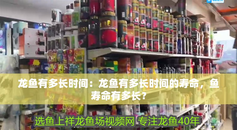 龍魚有多長時間：龍魚有多長時間的壽命，魚壽命有多長？