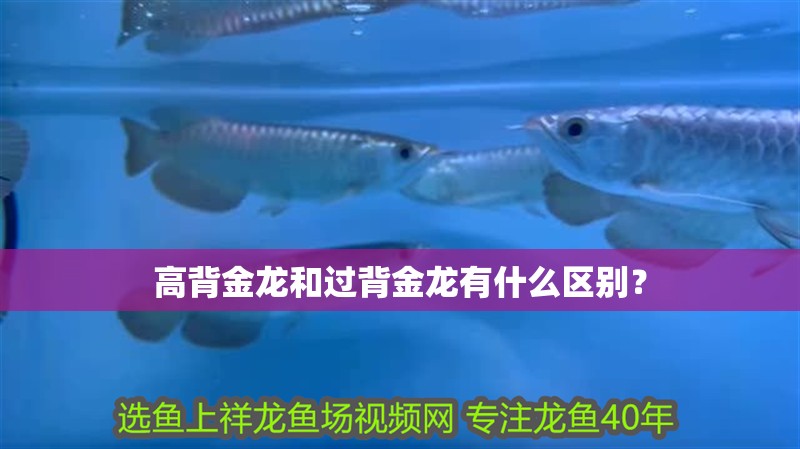 高背金龍和過背金龍有什么區別？