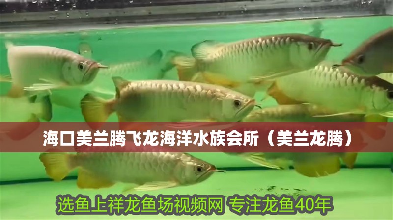 ?？诿捞m騰飛龍海洋水族會所（美蘭龍騰） ?？诿捞m騰飛龍海洋水族會所（美蘭龍騰） 全國水族館企業名錄 第2張