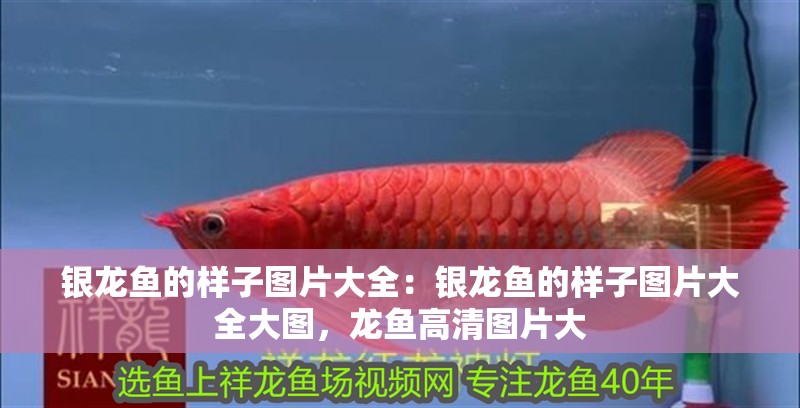 銀龍魚的樣子圖片大全：銀龍魚的樣子圖片大全大圖，龍魚高清圖片大