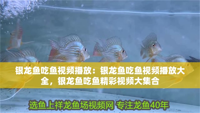 銀龍魚吃魚視頻播放：銀龍魚吃魚視頻播放大全，銀龍魚吃魚精彩視頻大集合