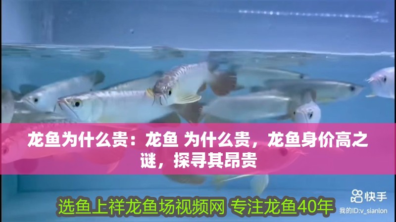 龍魚為什么貴：龍魚 為什么貴，龍魚身價高之謎，探尋其昂貴