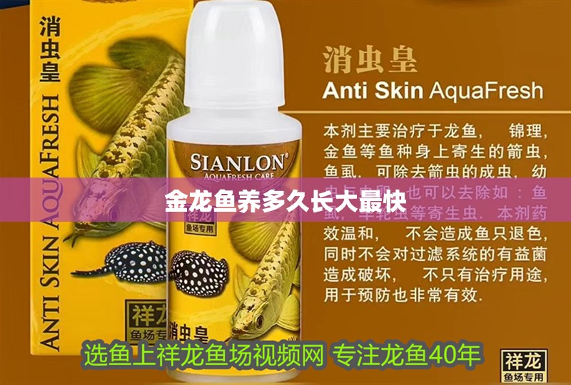金龍魚養多久長大最快