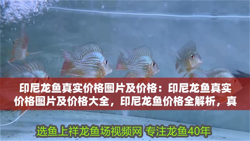 印尼龍魚(yú)真實(shí)價(jià)格圖片及價(jià)格：印尼龍魚(yú)真實(shí)價(jià)格圖片及價(jià)格大全，印尼龍魚(yú)價(jià)格全解析，真實(shí)圖片