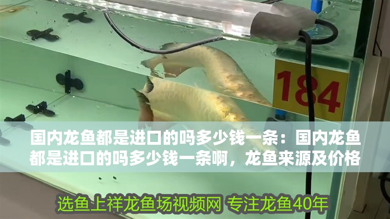 國內龍魚都是進口的嗎多少錢一條：國內龍魚都是進口的嗎多少錢一條啊，龍魚來源及價格探秘，是否皆為進口？一條