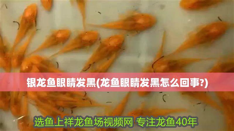 銀龍魚眼睛發黑(龍魚眼睛發黑怎么回事?)