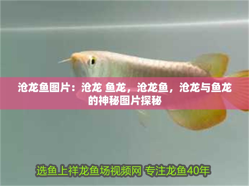 滄龍魚圖片：滄龍 魚龍，滄龍魚，滄龍與魚龍的神秘圖片探秘